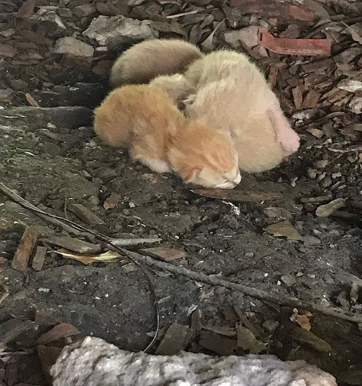 newborn kittens porch